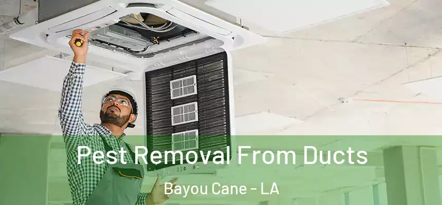  Pest Removal From Ducts Bayou Cane - LA